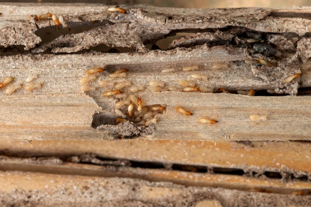 Best Commercial Pest Control Services  in Mountain Brook, AL